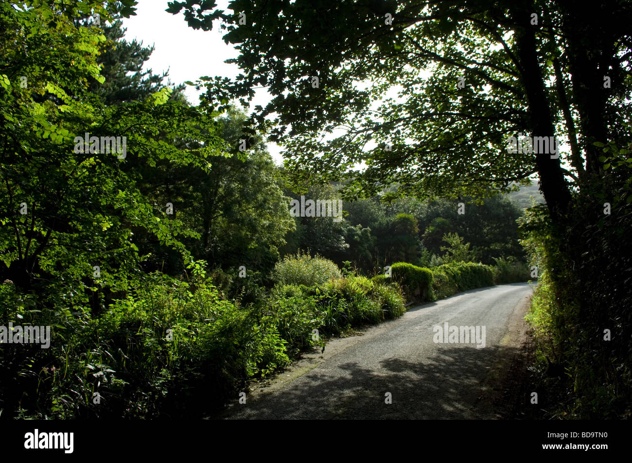 Secluded lane leading to Penberth Cove, West Penwith, Cornwall. Stock Photo