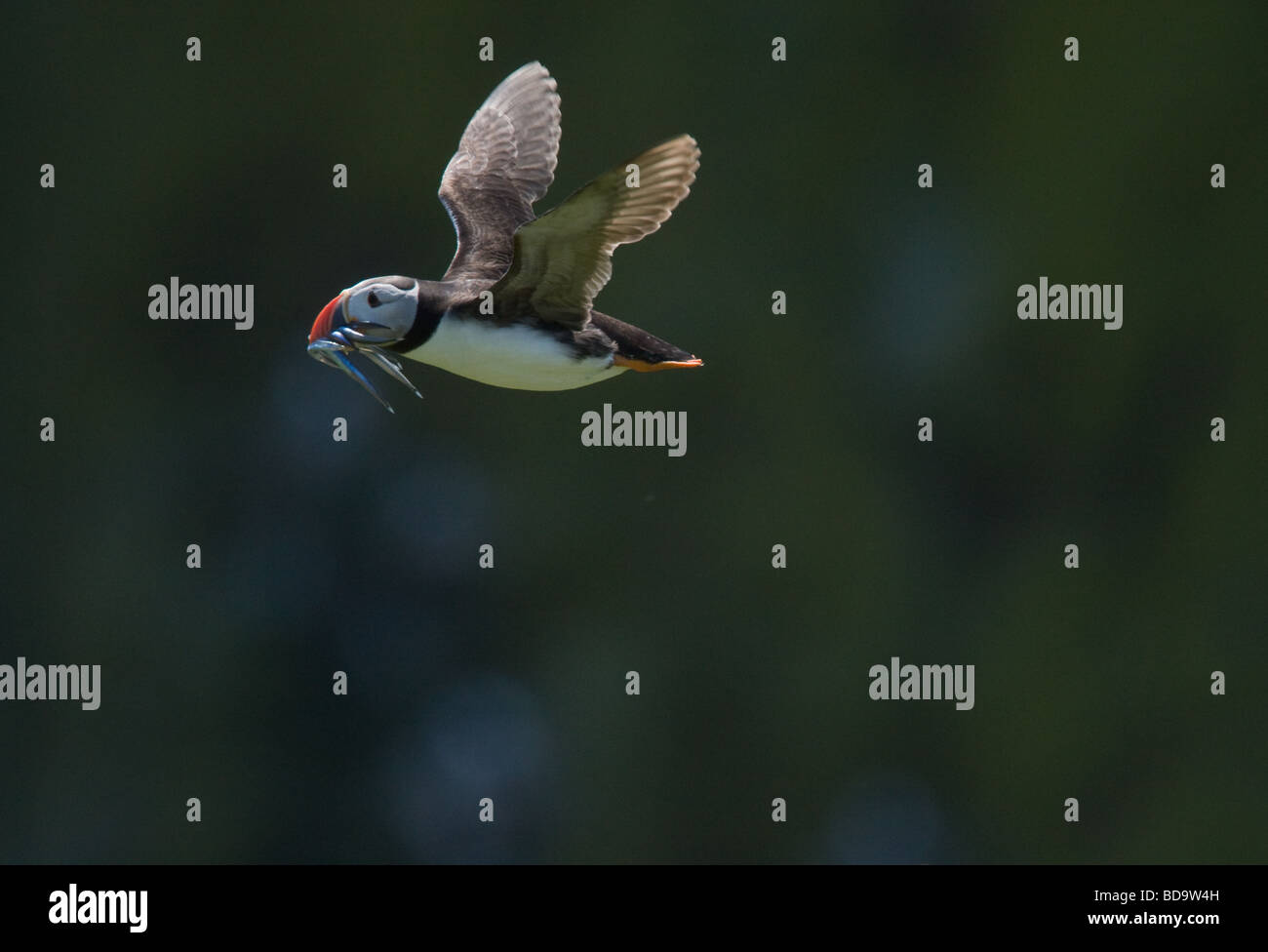 An Atlantic Puffin flying with a beak full of sand eels on Skomer Island, Pembrokeshire, Wales, UK Stock Photo