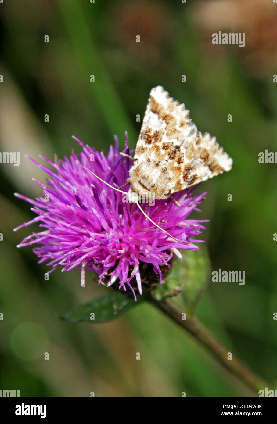 Dusky Sallow Moth, Eremobia ochroleuca, Noctuidae, Amphipyrinae, Lepidoptera Stock Photo