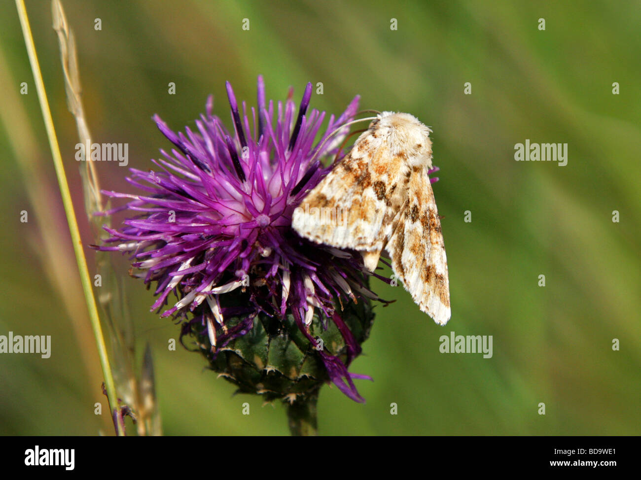 Dusky Sallow Moth, Eremobia ochroleuca, Noctuidae, Amphipyrinae, Lepidoptera Stock Photo