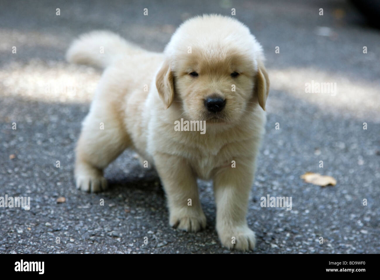 Golden Retriever puppy Stock Photo