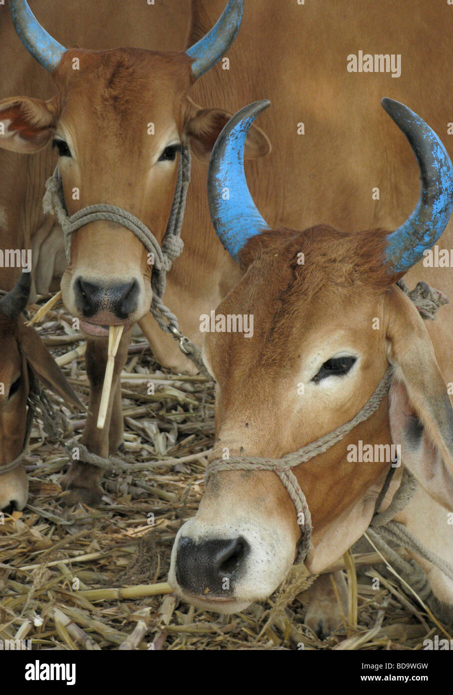 Cows eating sugar canes/sweet sticks in India Stock Photo Alamy