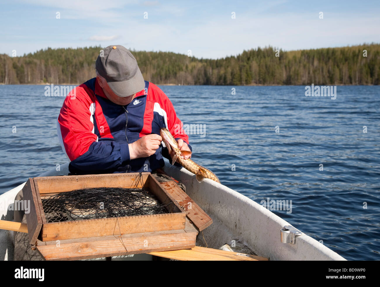 Elderly man removing northern pike from baited hook line , Finland Stock Photo