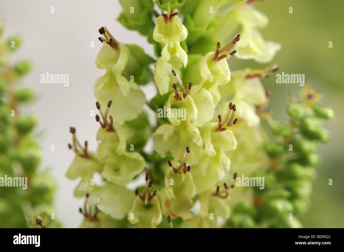 Wood sage (Teucrium scorodonia) flowers Stock Photo