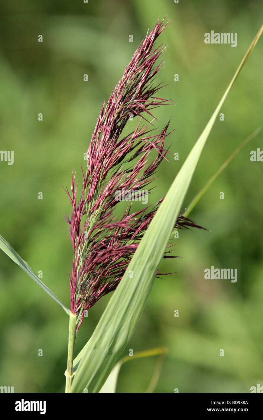 Common Reed Flower, Phragmites australis, Poaceae Stock Photo