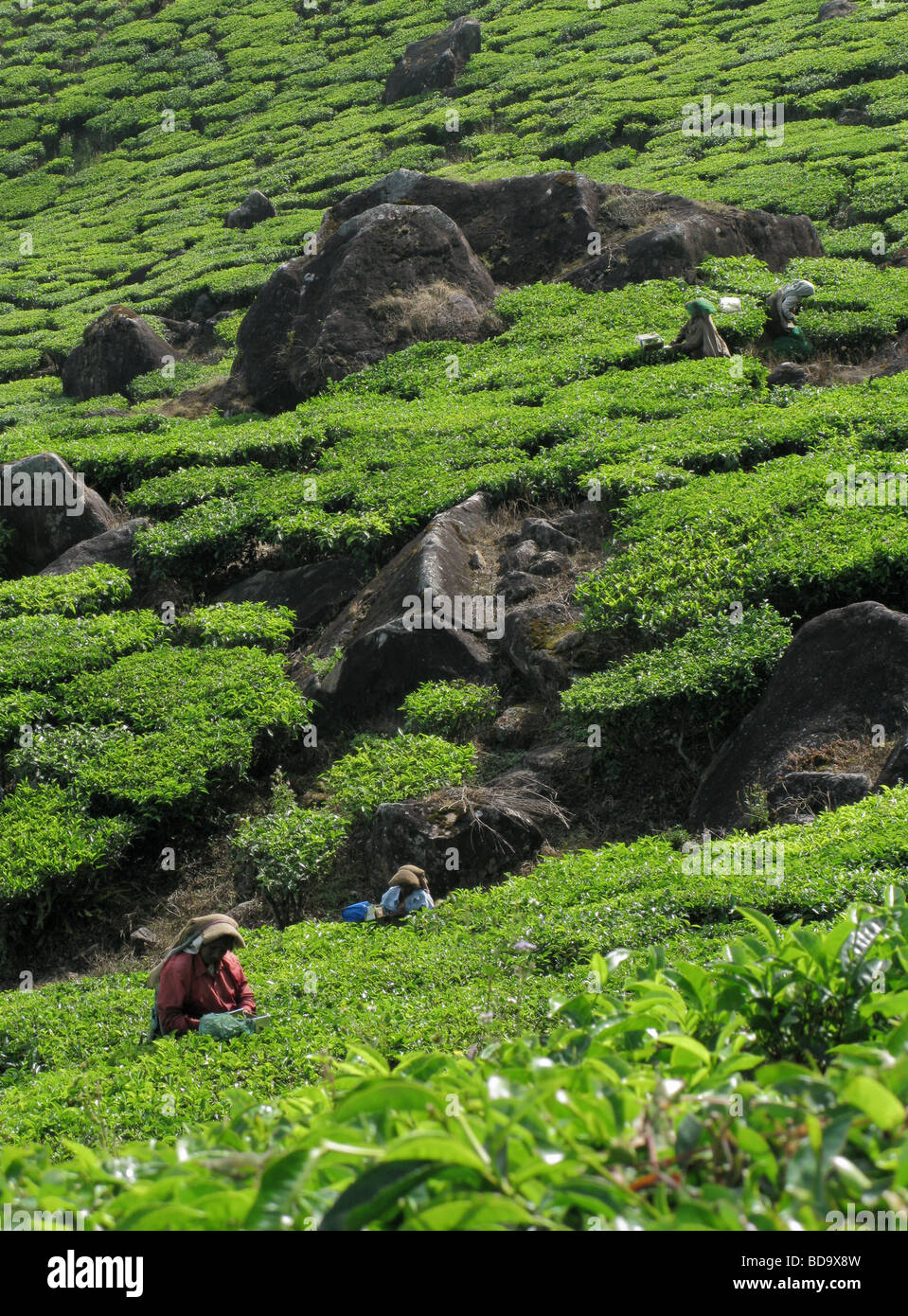 Women picking tea in Munnar, Kerala, South India Stock Photo - Alamy