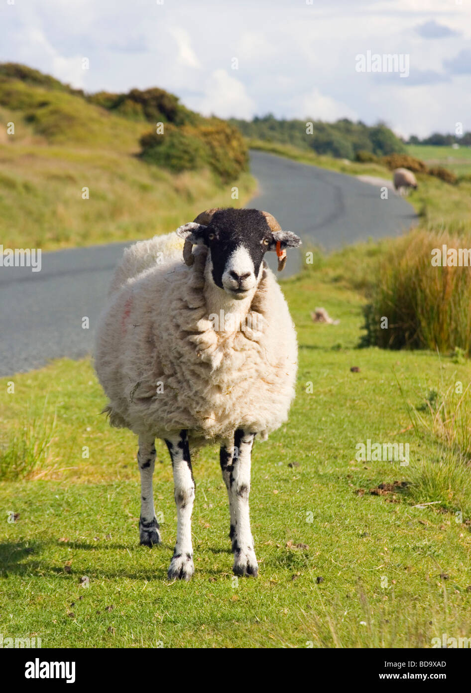 Sheep grazing at roadside in the Trough of Bowland near Preston Lancashire England Stock Photo