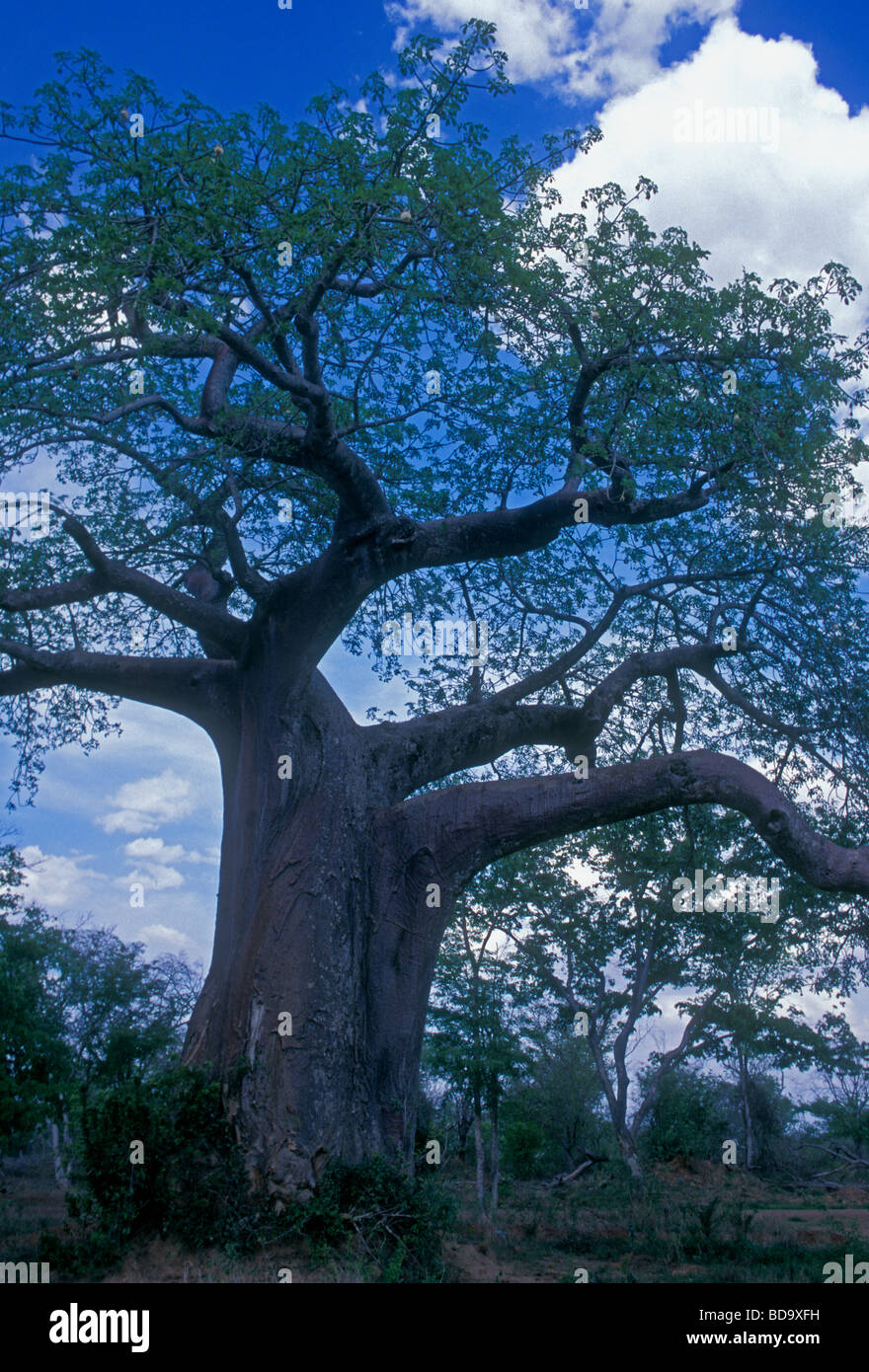 Baobab tree, Baobab trees, tree, trees, near village of Mahenye