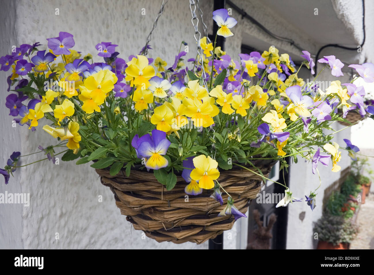 Hanging basket of yellow and purple pansies outside typical English