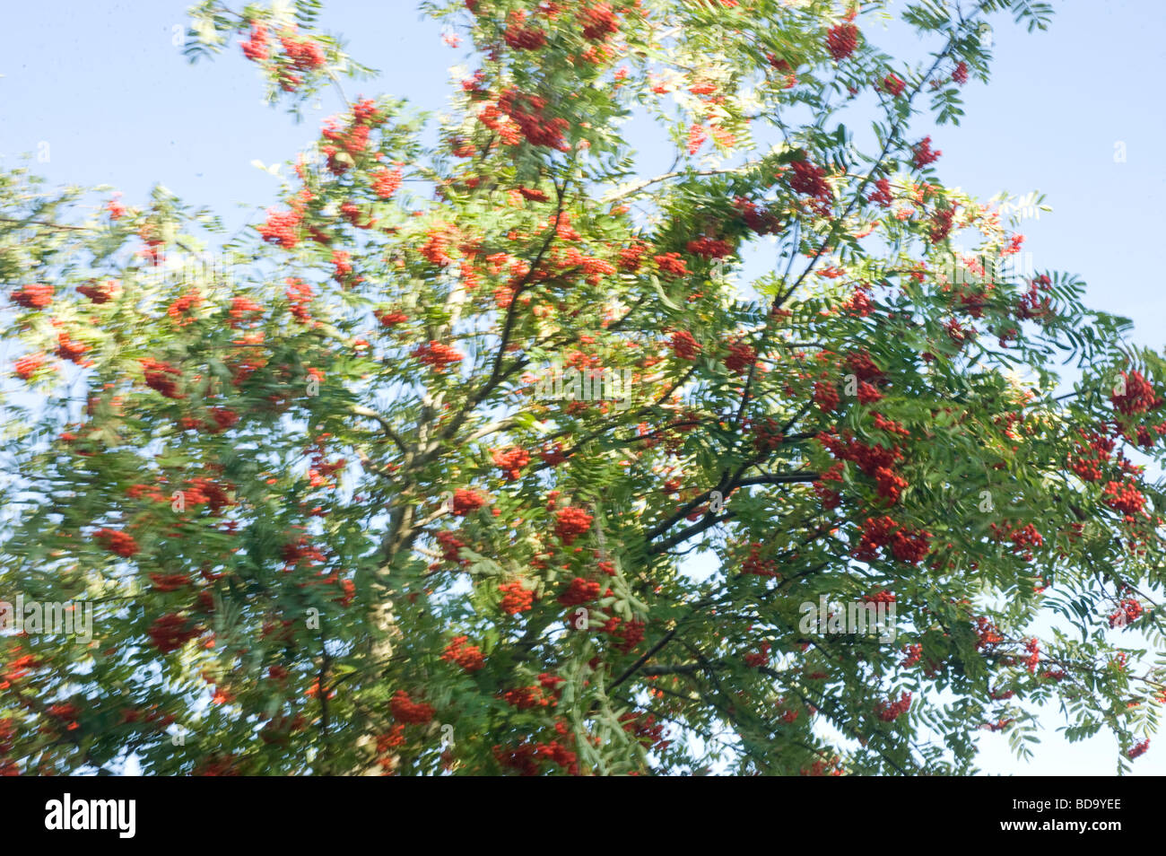 Rowan tree with berries in wind motion,(half abstract concept) Sweden Stock Photo