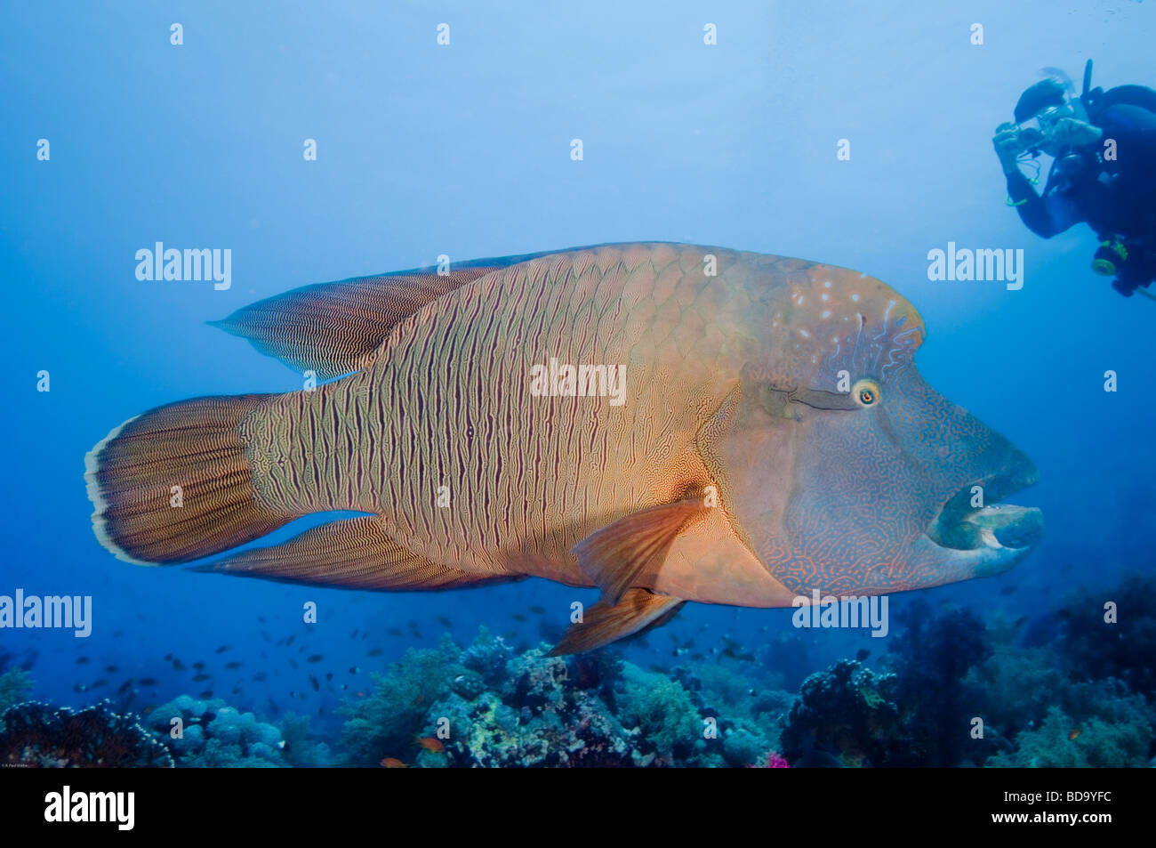 A Napoleon or Humpheaded Wrasse swims casually over a coral reef. Stock Photo