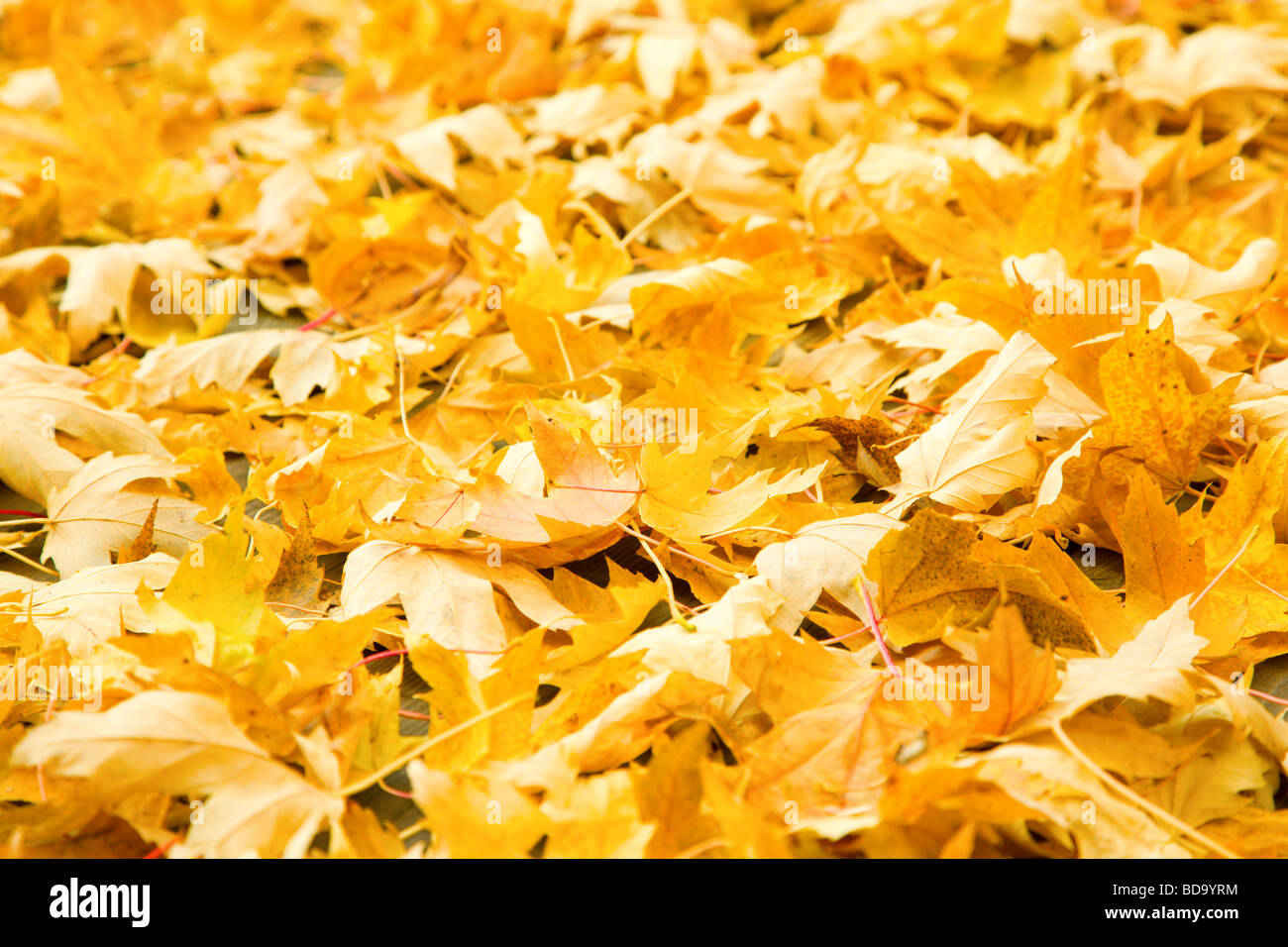 Bright golden yellow leaves hi-res stock photography and images - Alamy
