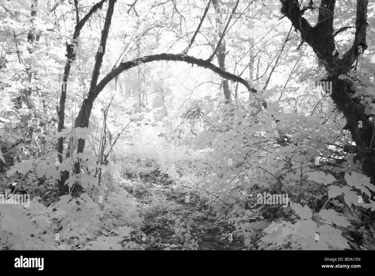 Black and white infrared shot of forest trail Stock Photo