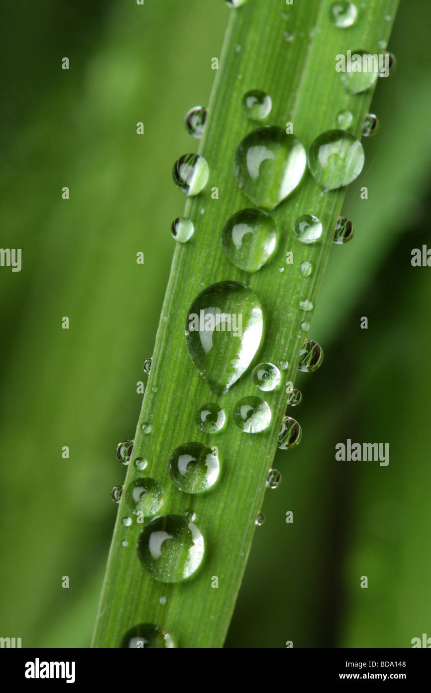Close up of plant with water droplets Stock Photo