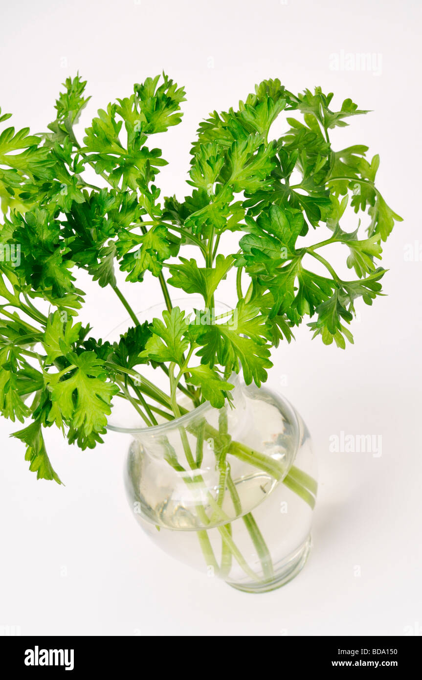 https://c8.alamy.com/comp/BDA150/bunch-of-fresh-flat-leaf-parsley-in-clear-vase-filled-with-water-on-BDA150.jpg