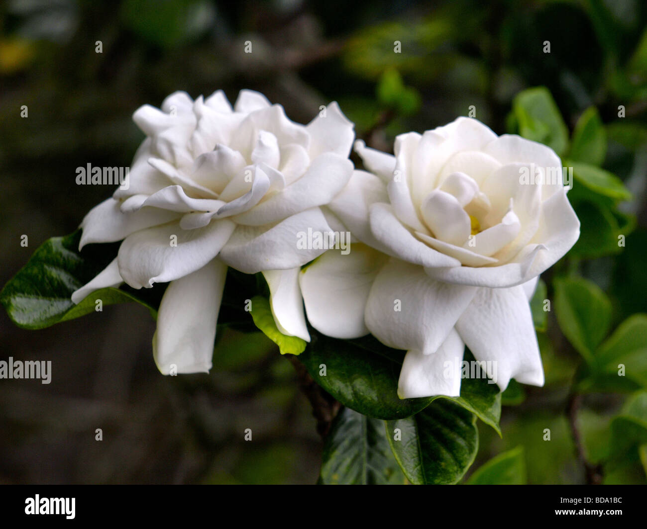 white gardenia rose flower Stock Photo