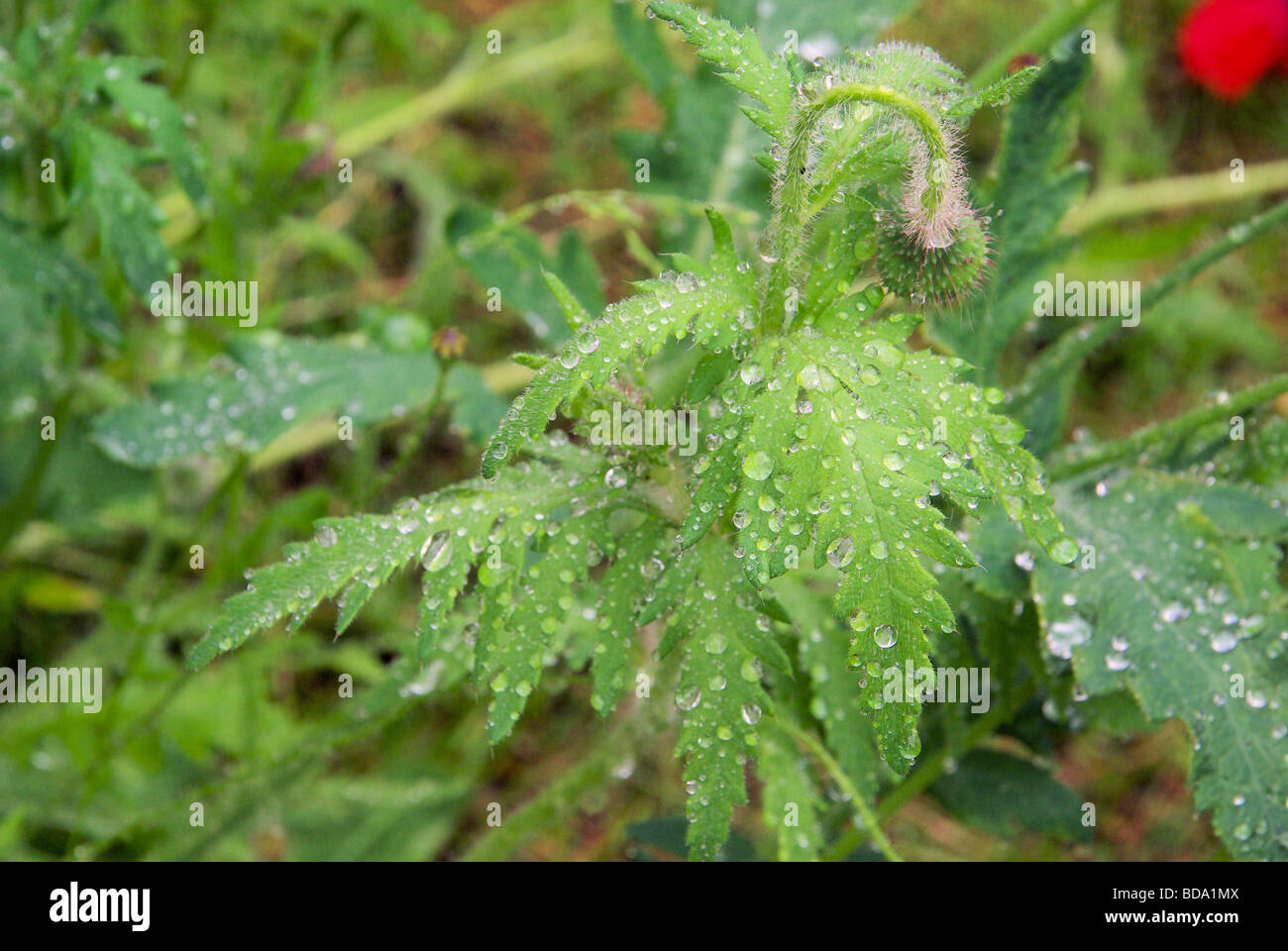 Mohnblätter nass wet leaves from poppy 06 Stock Photo