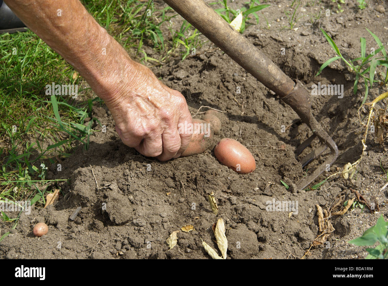 Kartoffeln Ernten Potato Harvest 02 Stock Photo 25421864 Alamy
