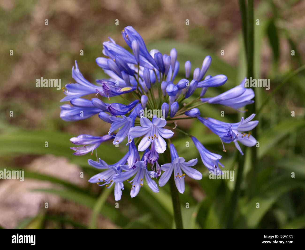 Blue garlic flower bouquet Stock Photo Alamy