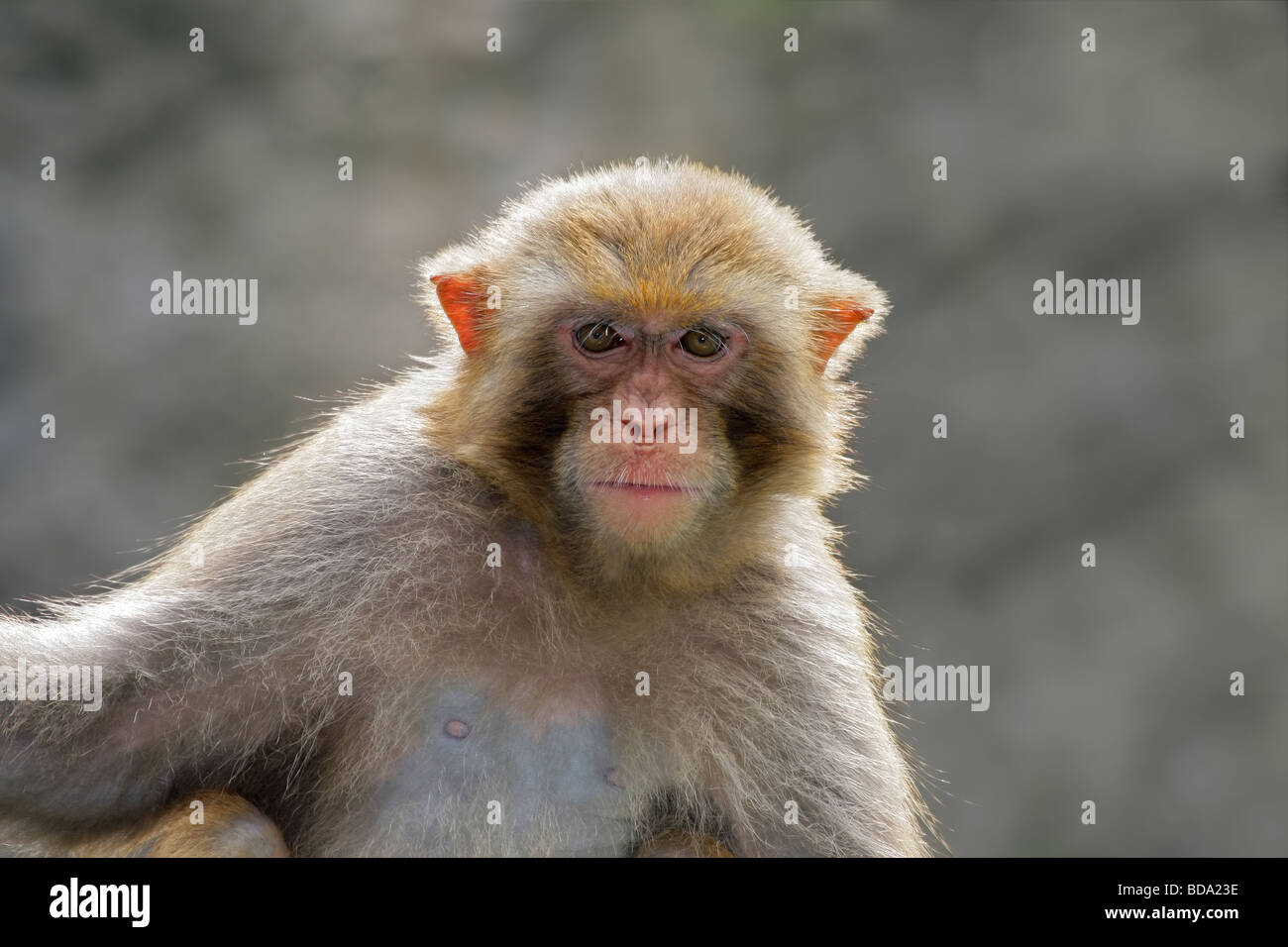 2,000+ Monkeys With Big Noses Stock Photos, Pictures & Royalty-Free Images  - iStock