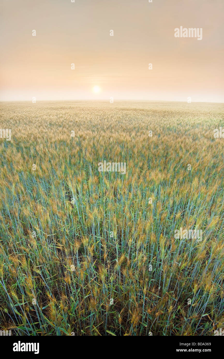 Wheat Field in Fog at Sunrise Stock Photo