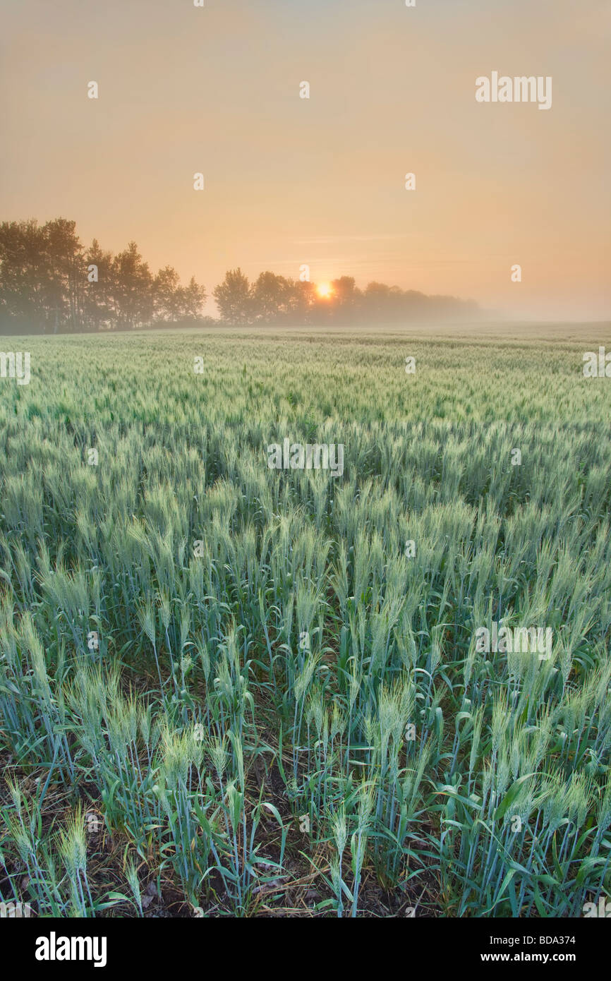 Fog Enshrouded Wheat Field at Dawn (Vertical) Stock Photo