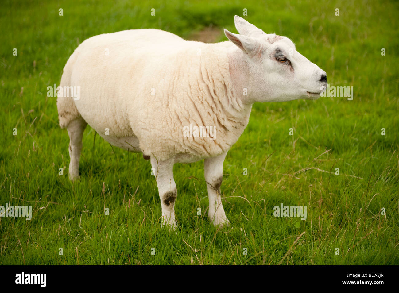A Texel ram lamb in field on a farm wales UK Stock Photo