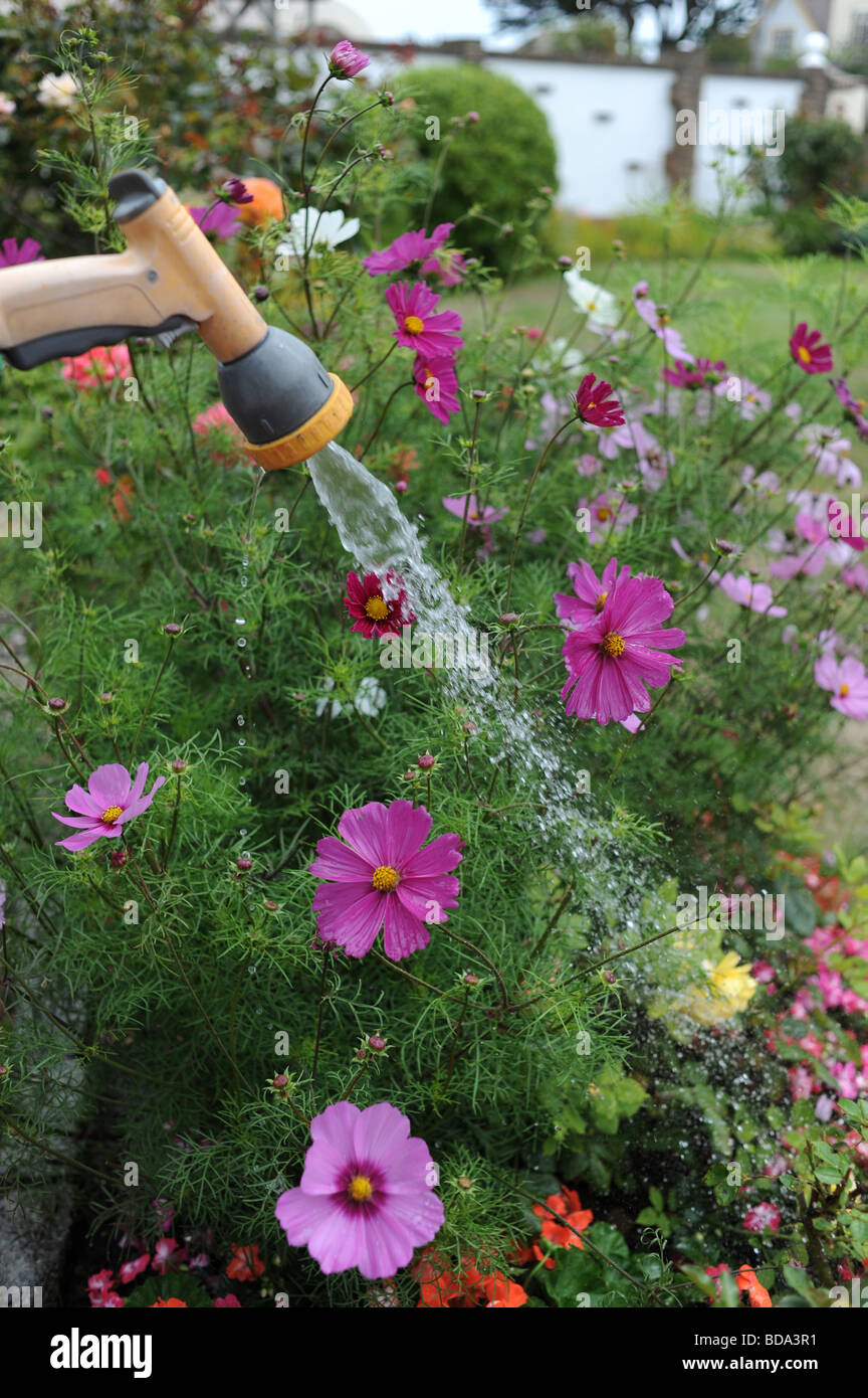 Watering plants with a hose Stock Photo