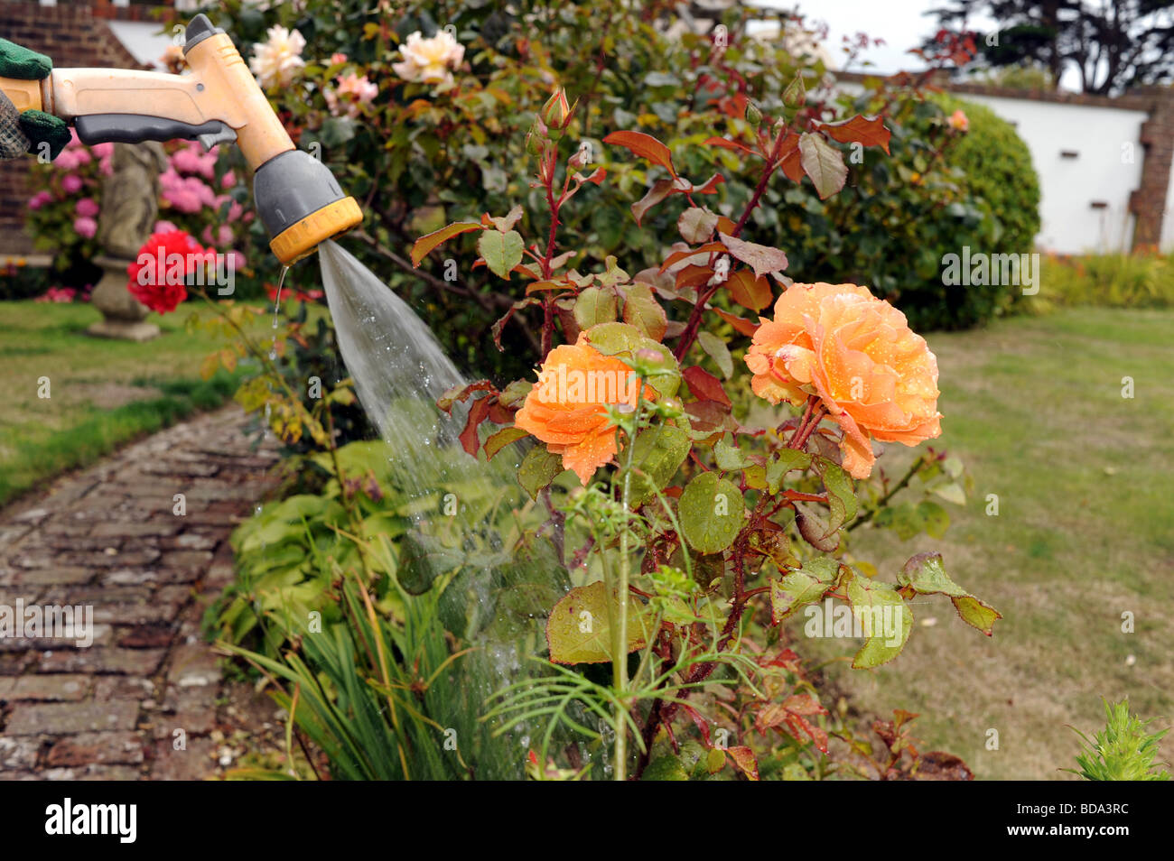 Watering roses in a garden with a hose Stock Photo