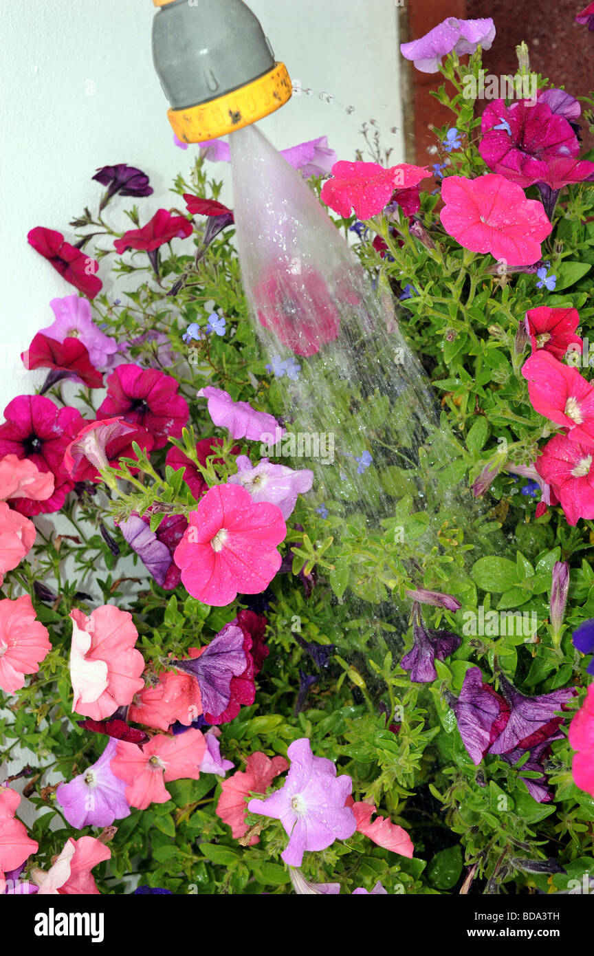 Watering petunias in a garden box Stock Photo