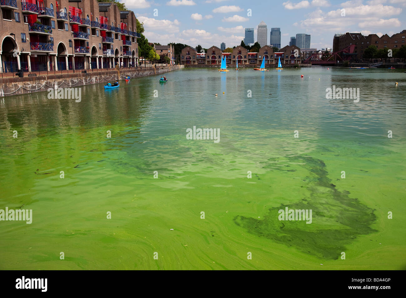 Dangerous to health, this Blue Green Algae grows in Shadwell Basin East London. The local council put up signs warning of danger Stock Photo