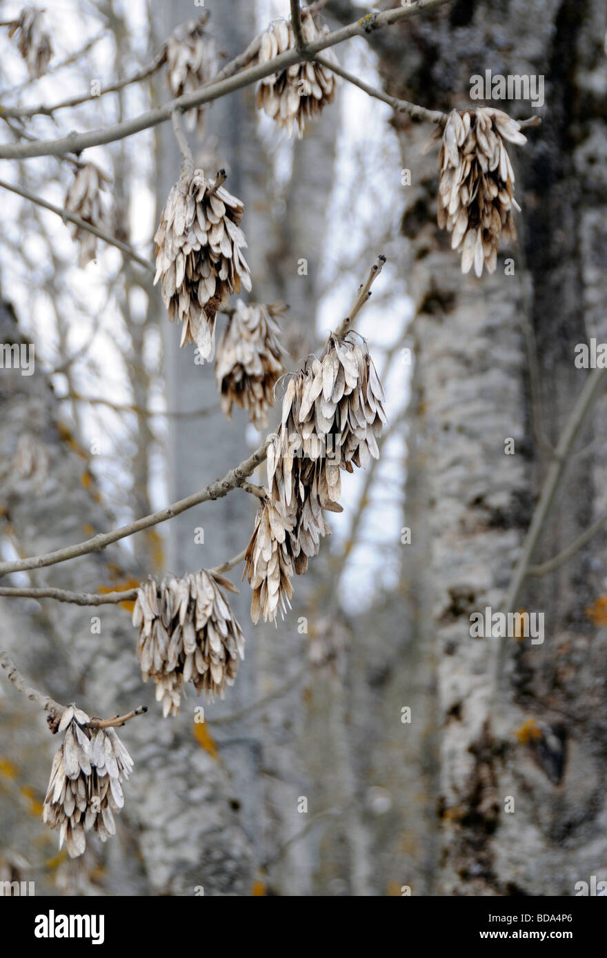 Dried winged fruits, each containing a seed, of the Ash (Fraxinus excelsior). The wings are formed from an extended pericarp. . Stock Photo