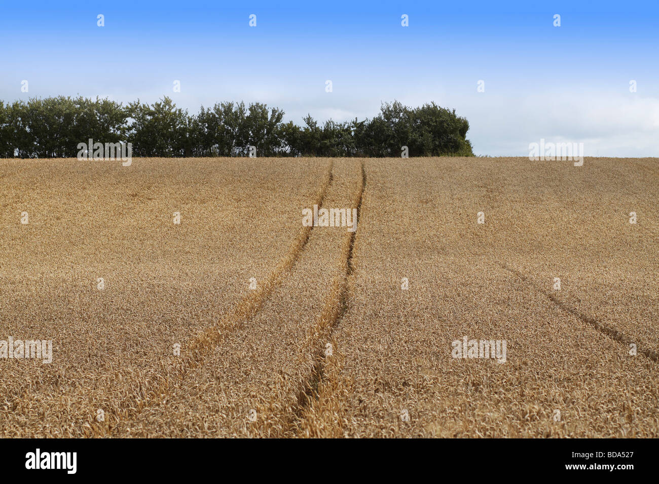 crops wheat cornfield farming agriculture field house spring green food property real estate