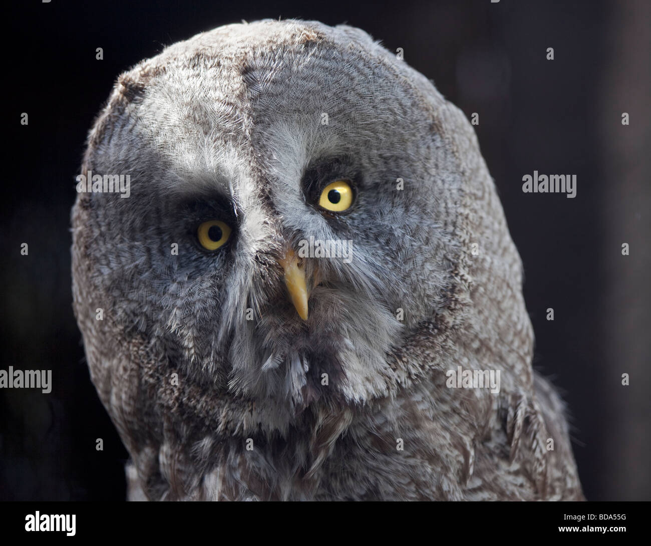 Great Grey Owl (strix nebulosa) portrait Stock Photo