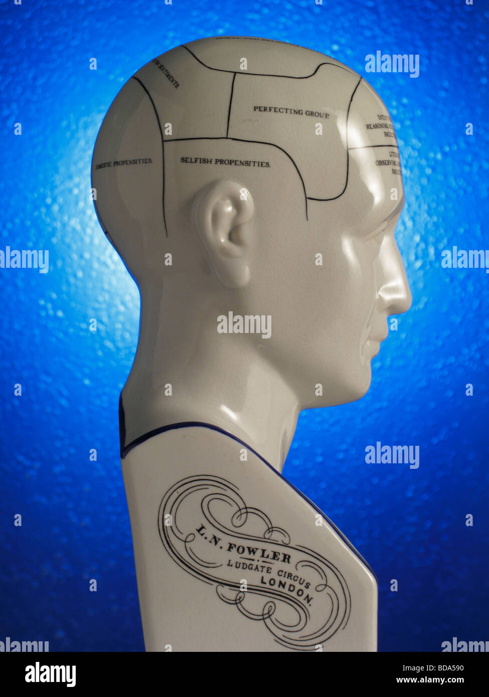 Close up of Phrenology head diagram Stock Photo Alamy