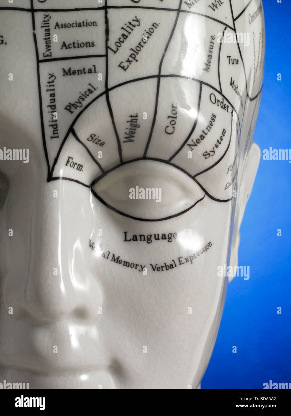 Close up of Phrenology head diagram Stock Photo