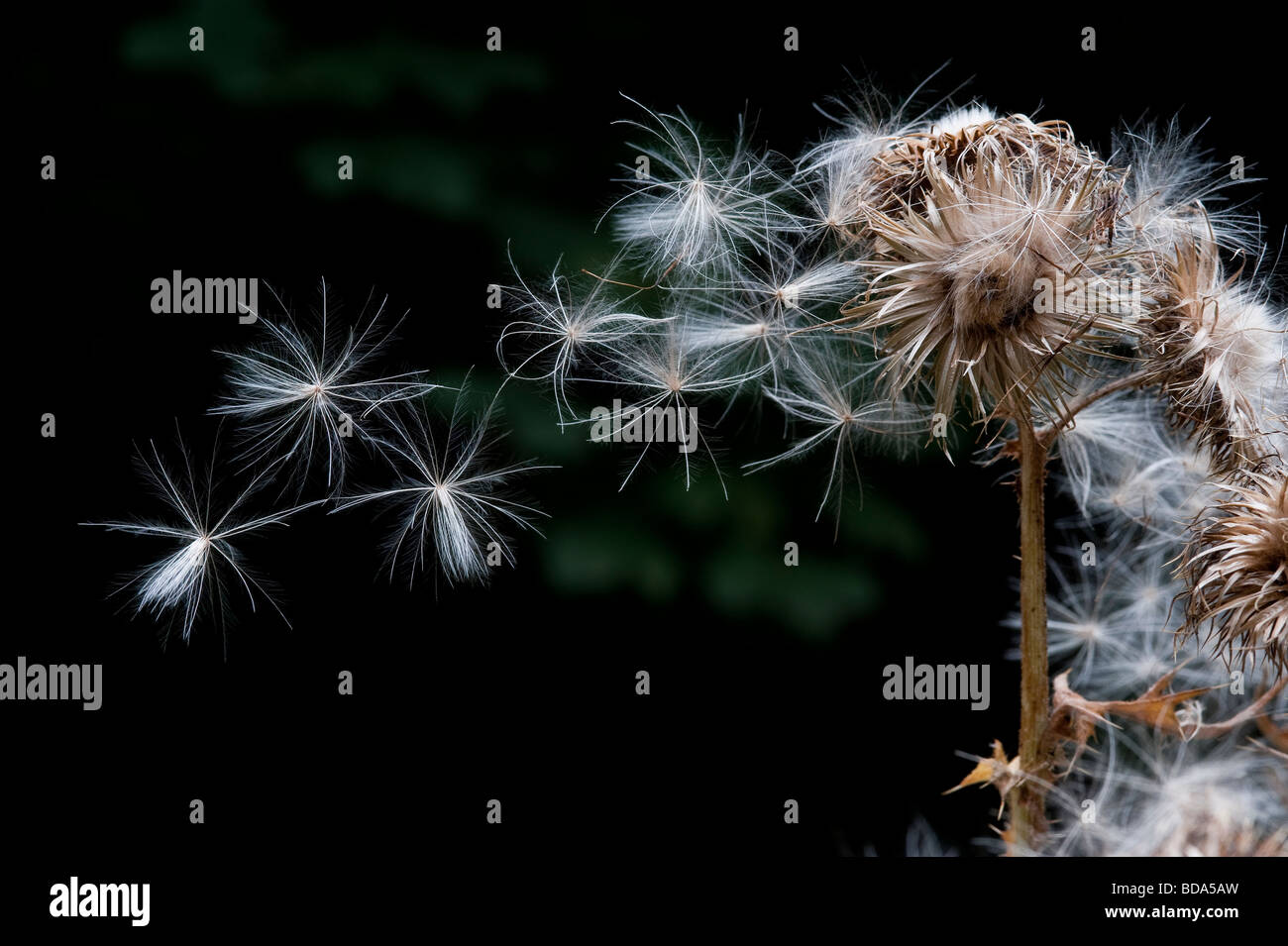 Spear thistle seeds blowing in wind from seedhead dark background Stock Photo