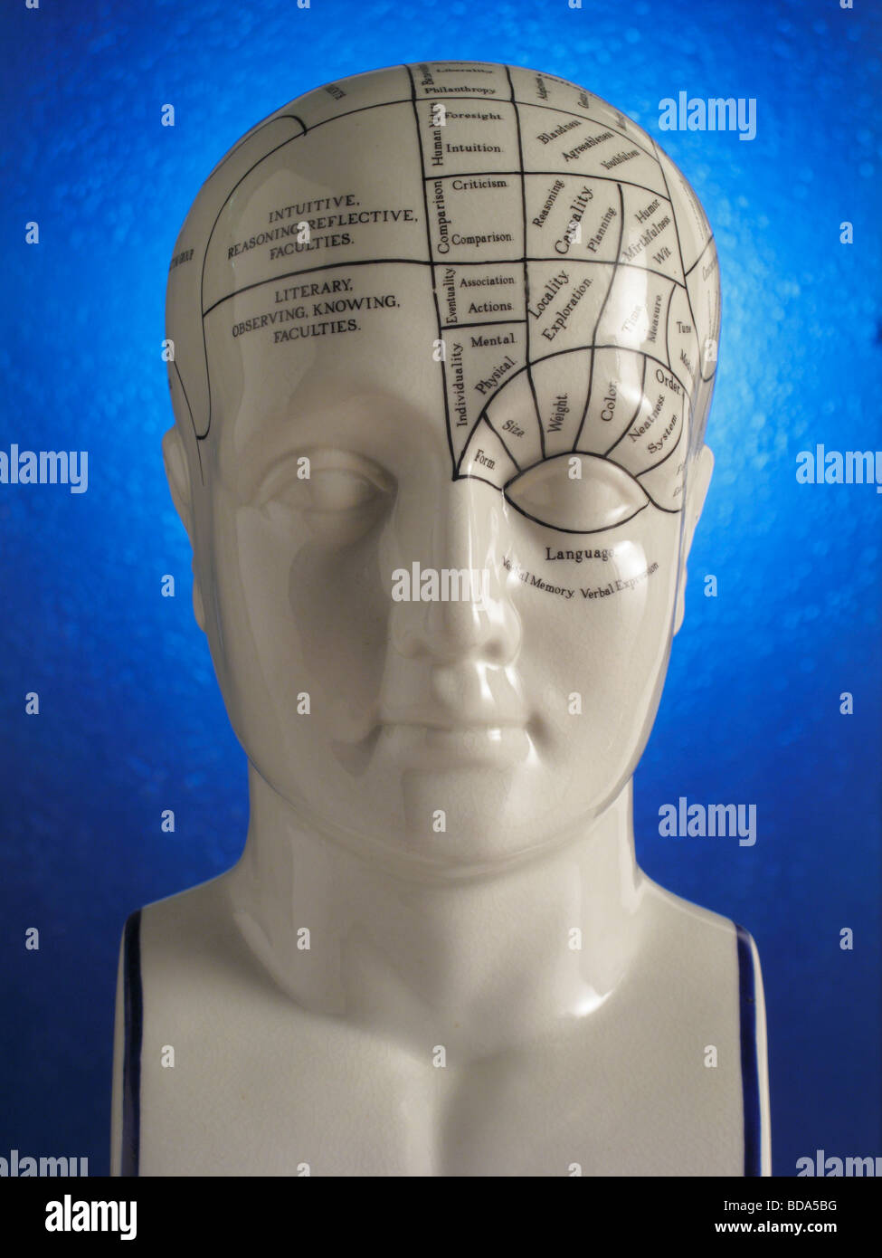 Close up of Phrenology head diagram Stock Photo