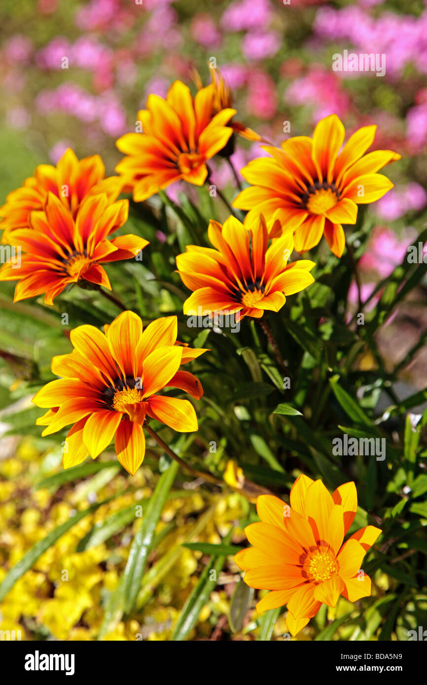 Colourful Gazania flowers in full bloom Stock Photo Alamy