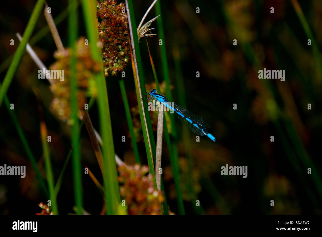 damsel fly amongst reeds Stock Photo