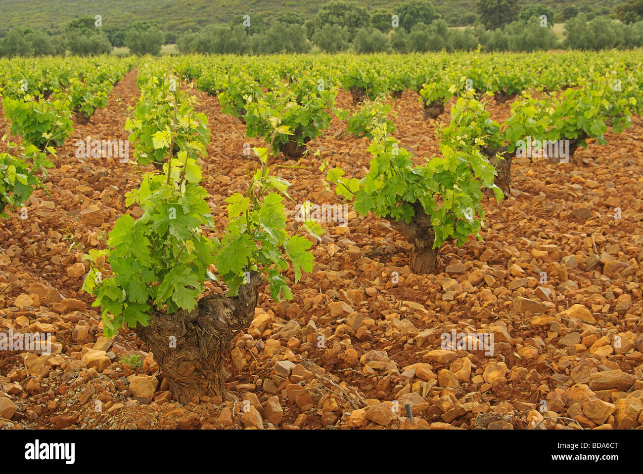 Weinberg im Olivenhain vineyard in olive grove 05 Stock Photo