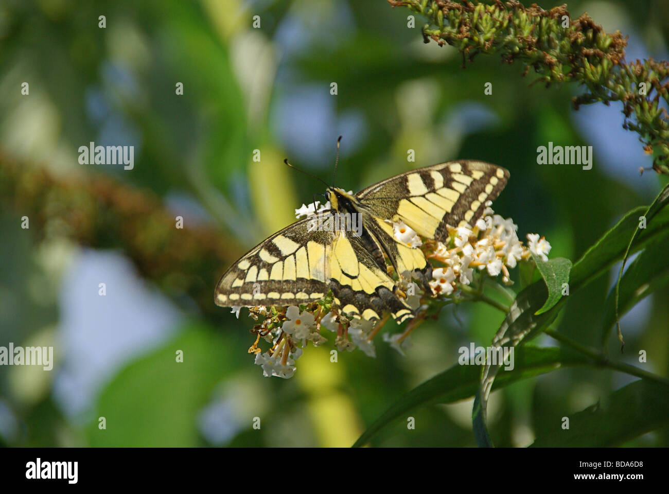 Schmetterling Schwalbenschwanz Old World Swallowtail 01 Stock Photo