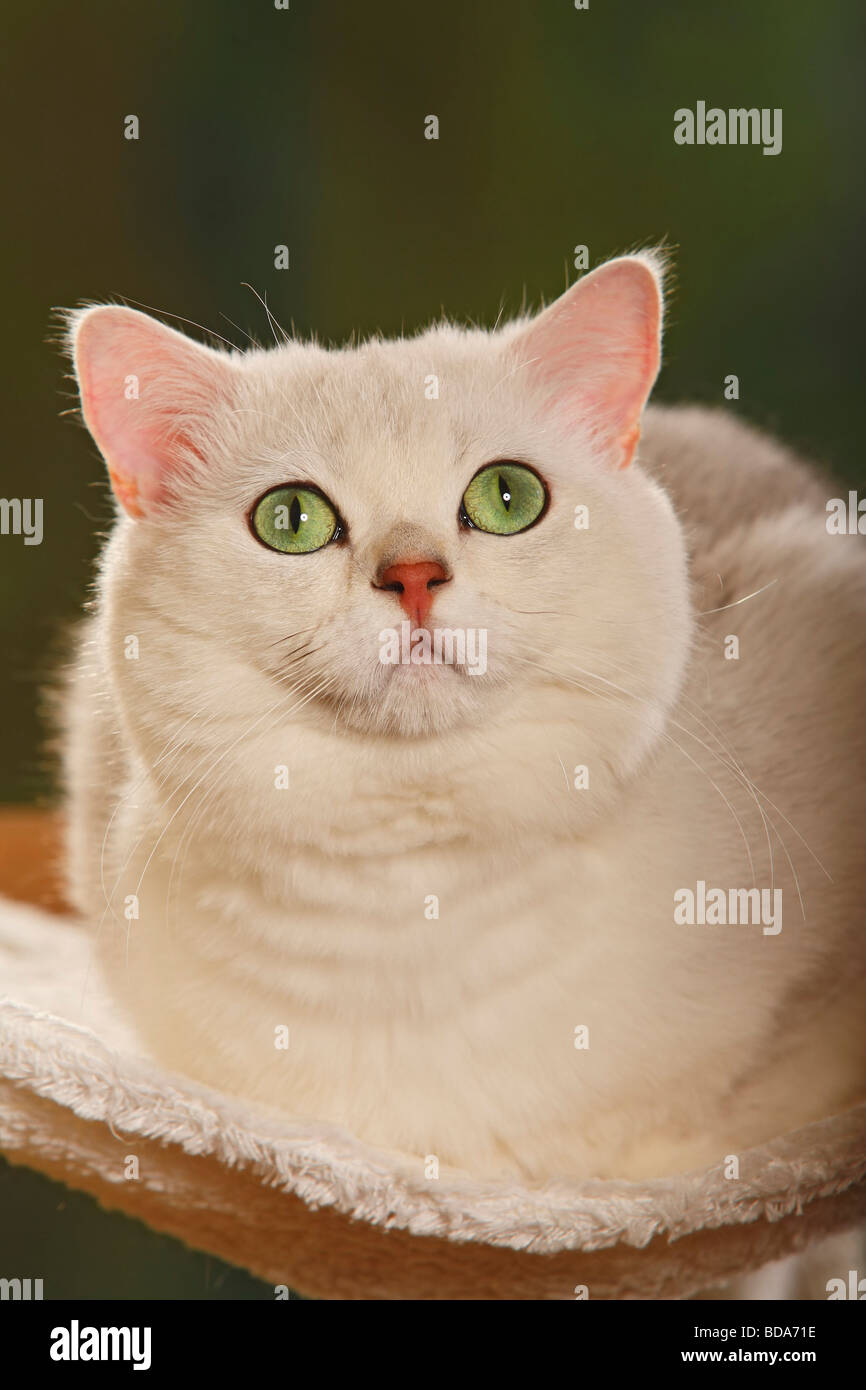 British Shorthair Cat tomcat chinchilla Stock Photo - Alamy