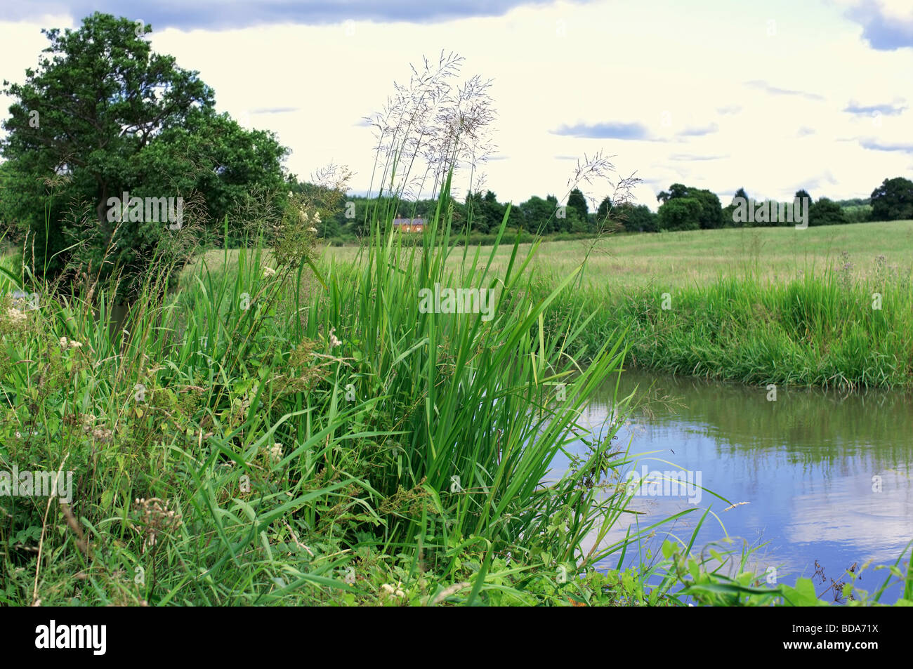 The banks of a river with bushes and trees Stock Photo - Alamy