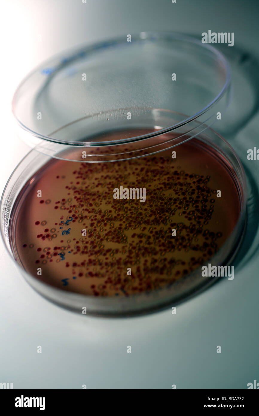 Petri dish with Mc Conkey red agar for microbiology Stock Photo Alamy