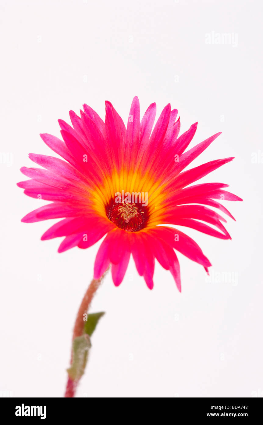 A close up of a Mesembryanthemum Livingstone daisy on a white background Stock Photo