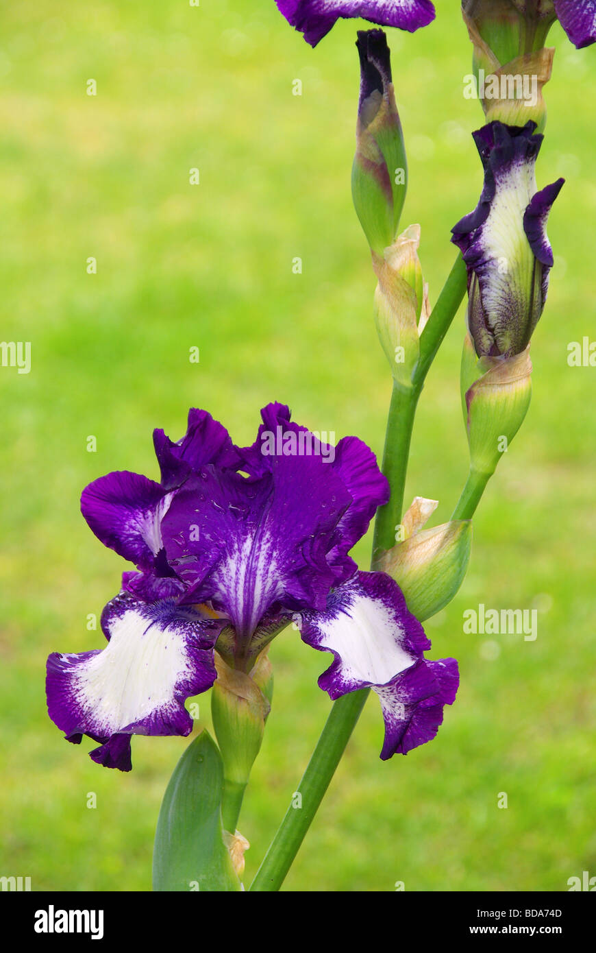 Schwertlilie iris 51 Stock Photo