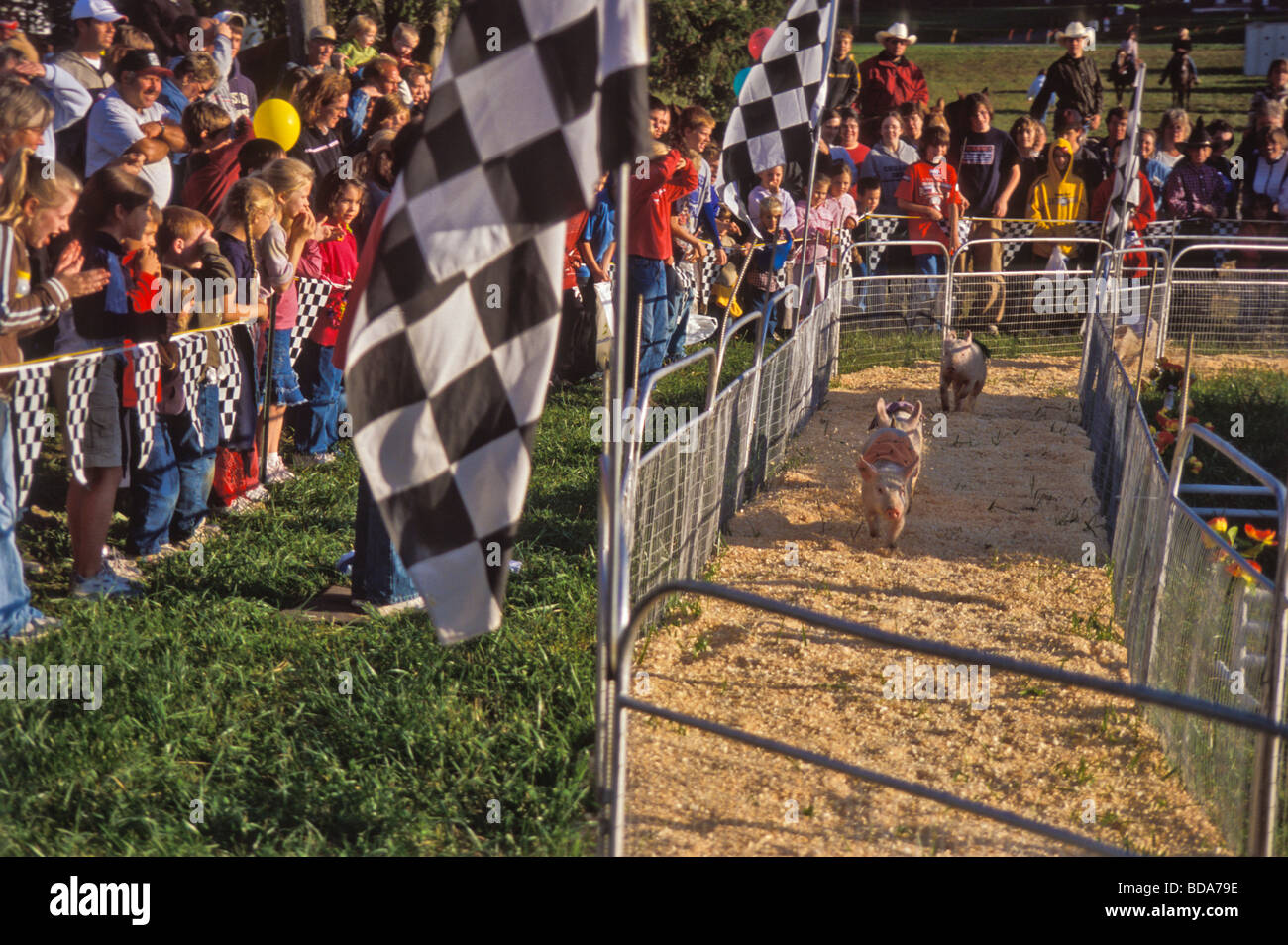 Pigs racing county fair Stock Photo - Alamy