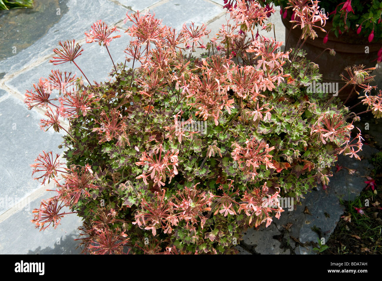 Pelargonium Geraniaceae Bird Dancer A pot grown geranium with pinkish flowers standing proud in full bloom Stock Photo