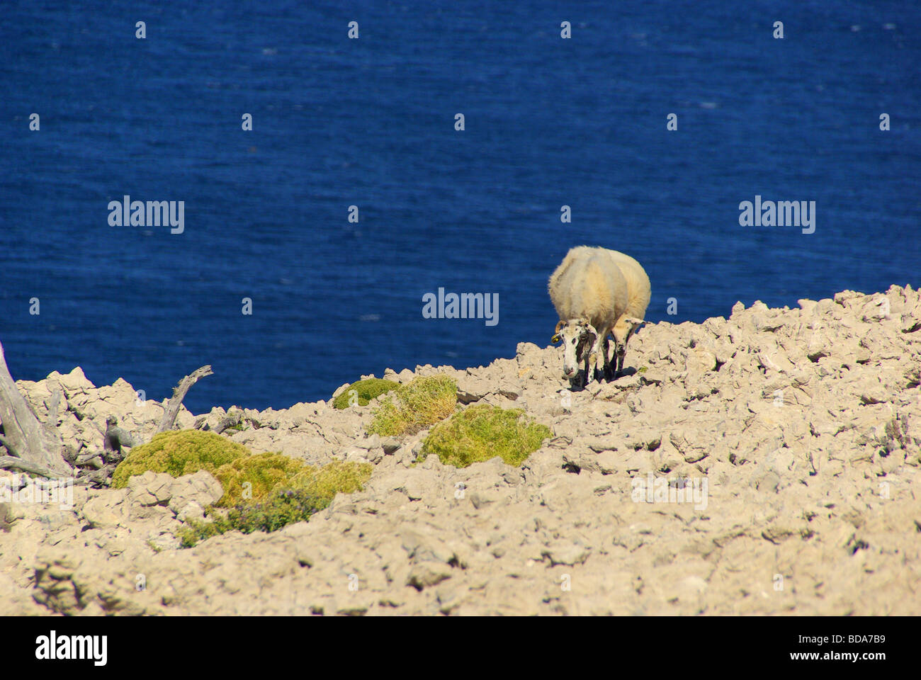 Schaf sheep 24 Stock Photo